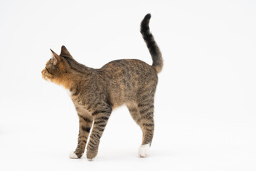 Cat is walking on a white background. The multiracial female cat. The young female cat walks straight ahead and has a long tail and pointed ears.