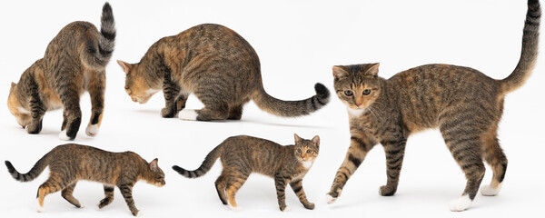 Multiple cat positions when walking freely and playing and sniffing on a white background. She-cat multiracial. The young She-cat has a long tail and pointed ears. Panoramic frame.