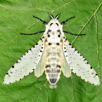 Leopard moth or wood leopard moth, Zeuzera pyrina (Lepidoptera: Cossidae)