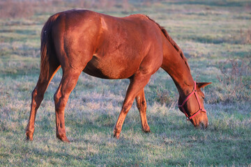 Kisberi felver breed horse posing for cameras