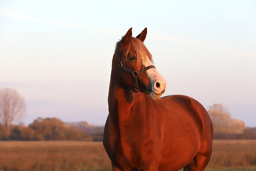 Kisberi felver breed horse posing for cameras