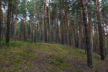 Obraz premium Many trees in the forest. Pine forest.