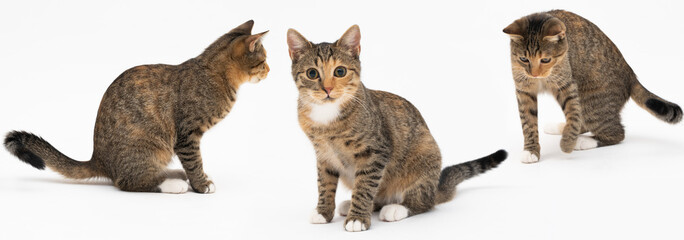 Multiple cat positions when walking freely and playing and sniffing on a white background. She-cat...
