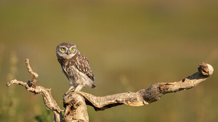 Little owl Athene noctua on a beautiful background
