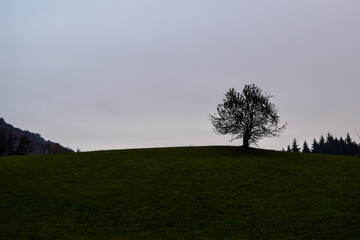 Lonely tree on horizon