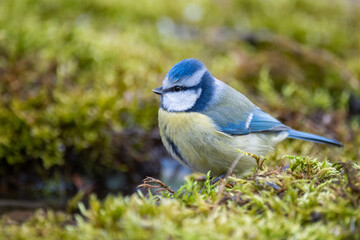 Blue tit on a mossy ground in winter. Cyanistes caeruleus