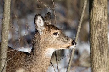 White-tailed deer in state park in Wisconsin