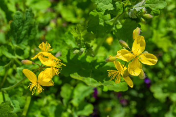Flowering yellow celandine plant in forest. Closeup of Celandine (Chelidonium majus) plant. Shallow depth of field.
