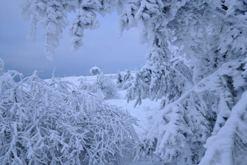 Blick durch eine schneebedeckte Tanne auf die Wasserkuppe im hessischen Rh&ouml;n mit dem Radon