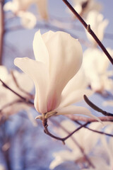 Fototapeta na wymiar Beautiful blooming magnolia flower bouquet.