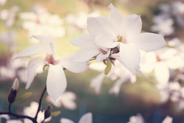 Fototapeta na wymiar Beautiful blooming magnolia flower bouquet.