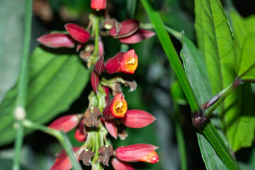 Mysore trumpetvine gate flower or Thunbergia mysorensis