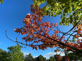 Tree leaves, set against a vivid blue sky in, Bradford, Yorkshire, UK