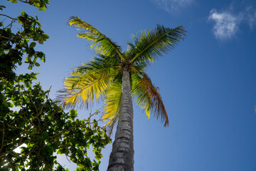 View of a Coconut Tree from underneath looking up at the sky