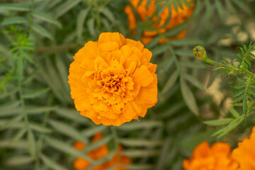 Solid and pure yellow marigold flower