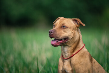 Portrait of a young American Pit Bull Terrier on a field in the summer grass.