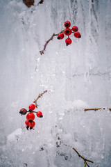 red currant bush in snow