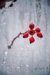 little red berries in ice