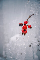 little red berries in winter