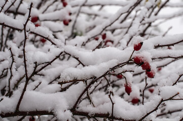 red hips of a dog rose covered with snow