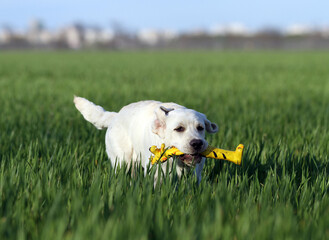 sweet yellow labrador in the park