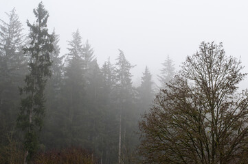 a forest in winter on a foggy day