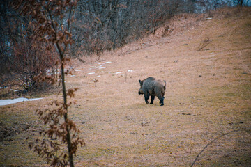 wild boar in the woods