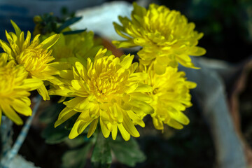 Yellow Dahlia flower petals plants