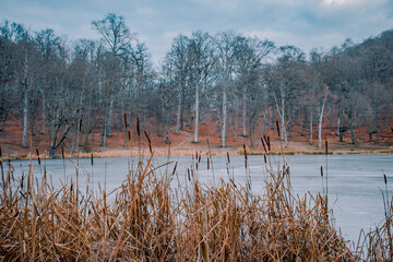 frozen lake  in the forest