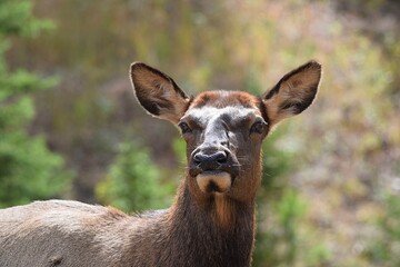 Colorado Cow Elk