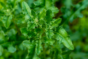California thistle or Cirsium arvense from Compositae family