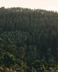 forest in the mountains