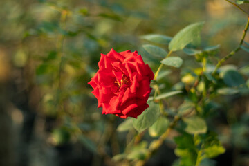 Red rose the best rose to propose a girlfriend