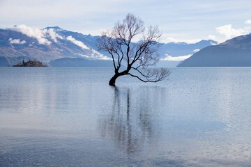 ÁRBOL DENTRO DEL MAR