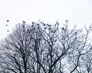 Birds Roosting In Bare Winter Trees In The Cotswolds