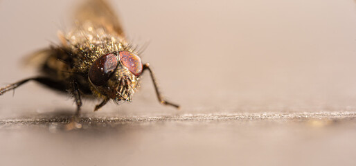 close up of fly
