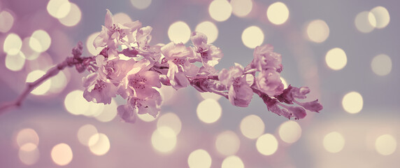 Prunus subhirtella, the winter-flowering cherry. Close-up on buds and flowers. Soft focus with lights behind. Monochromatic look, desaturated hues, natural neutral tones. Panoramic banner composition.