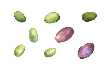 Watercolor set olives green and black isolated on a white background. Olive fruits