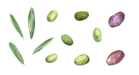 Watercolor set green and black olives and leaves isolated on a white background. Olives. Hand-drawn illustration