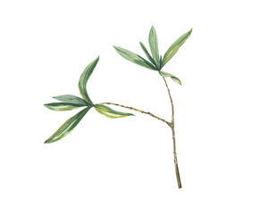 Olive branch green isolated on a white background. Watercolor hand illustration