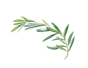 Watercolor olive branch curved isolated on a white background. The plant. Hand-drawn illustration