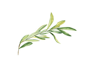 Watercolor olive branch isolated on a white background. The plant. Hand-drawn illustration