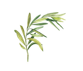 The watercolor olive branch is fresh green isolated on a white background. Hand drawing illustration