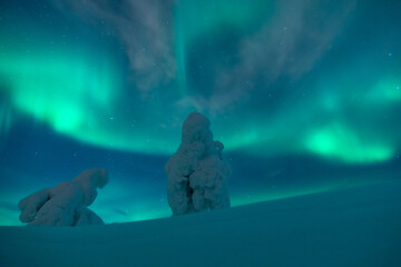 Northern lights with snow