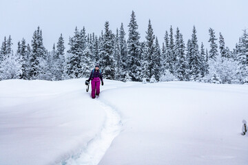Fototapeta na wymiar Woman walking, hiking in deep snowy woods during winter time surrounded by white covered snowy trees and wearing pink pants, purple jacket standing out from the whiteness.