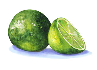 Watercolor hand drawn lime sketch drawing. Citrus slice illustration for juice bar, fruit market. Design element decoration for shop, business, book.
