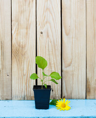 green sprout in a pot on a wooden background