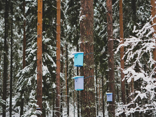 Naklejka premium Colorful birdhouses in snow covered forest in Finland