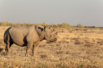 Rinoceronte en parque nacional de Etosha , Namibia.