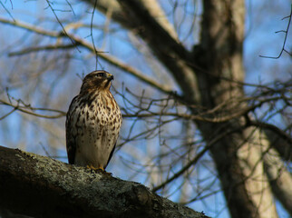 red tailed hawk